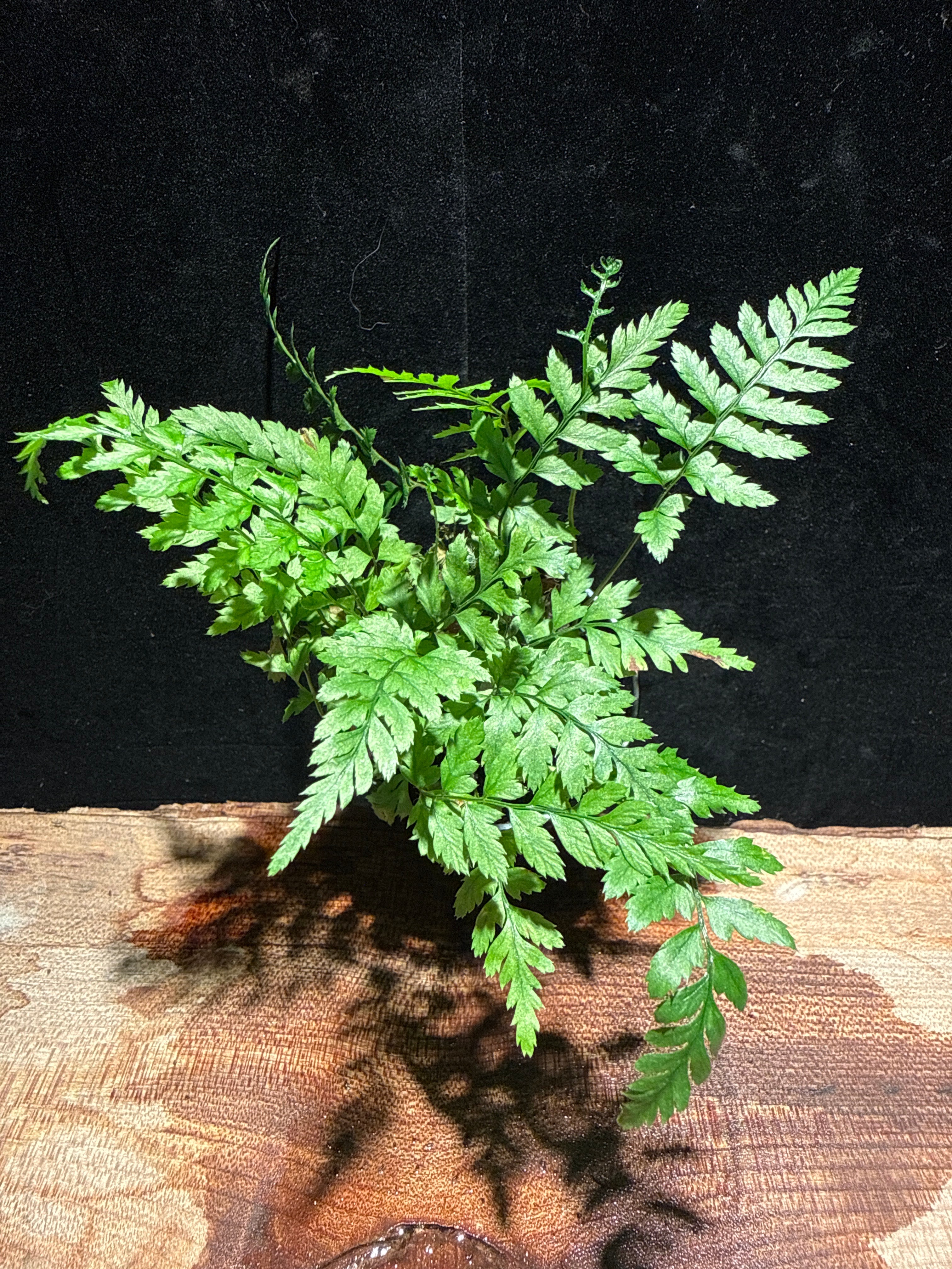 Delicate Lace Fern – Premium Indoor Houseplant
