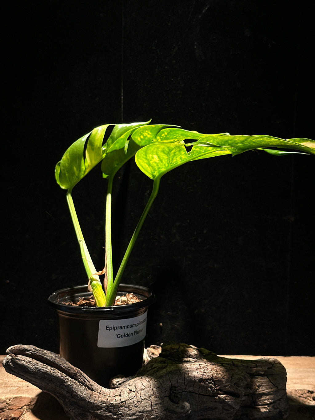 Epipremnum pinnatum ‘Golden Flame’