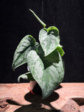 Scindapsus pictus ‘Silver Satin’ – Satin Pothos