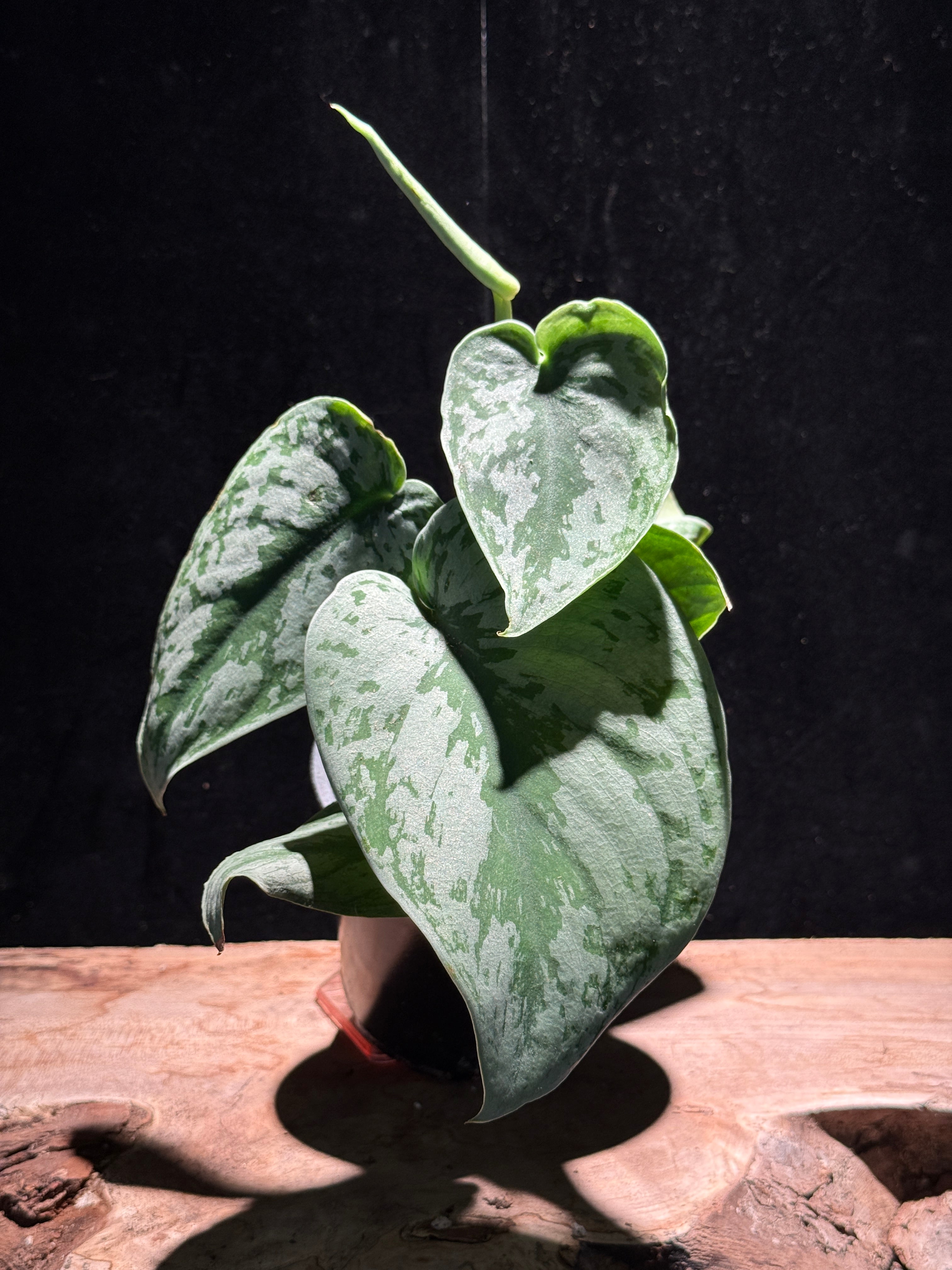 Scindapsus pictus ‘Silver Satin’ – Satin Pothos