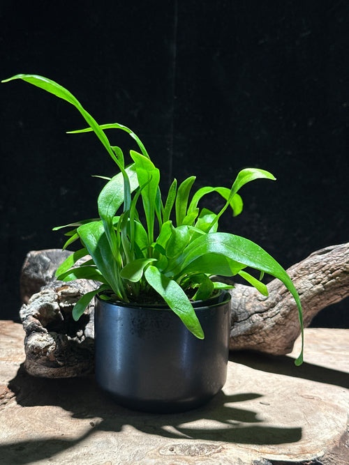 Asplenium nidus (Classic Bird's Nest Fern)