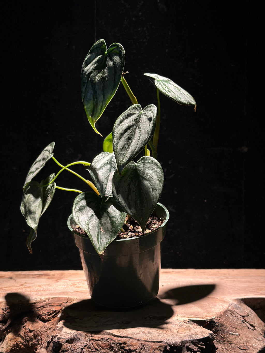 Philodendron ‘Brandtianum’