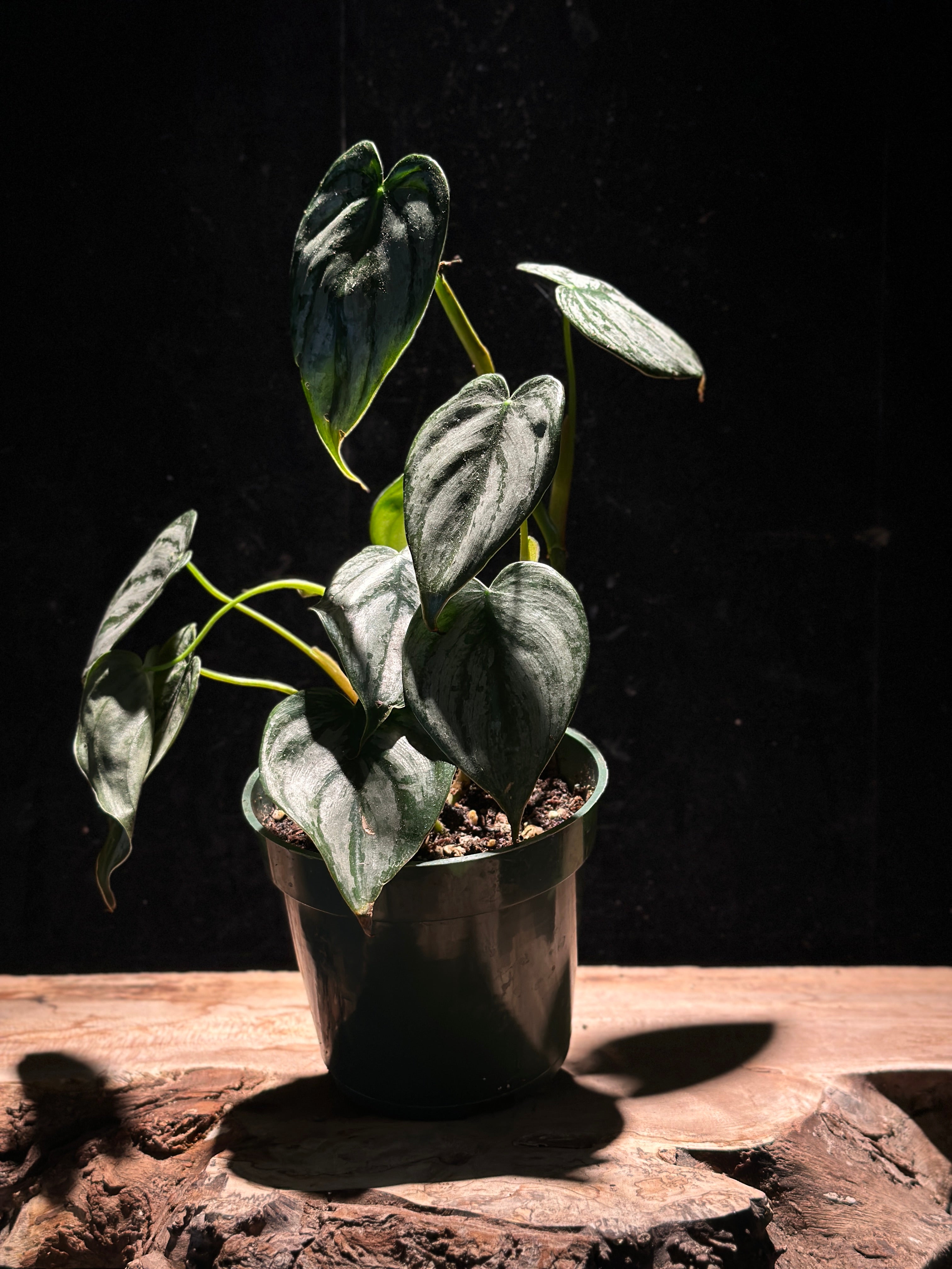 Philodendron ‘Brandtianum’