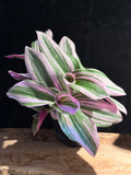 Tradescantia albiflora 'Nanouk’