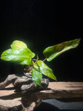 Philodendron "Maui Yellow'