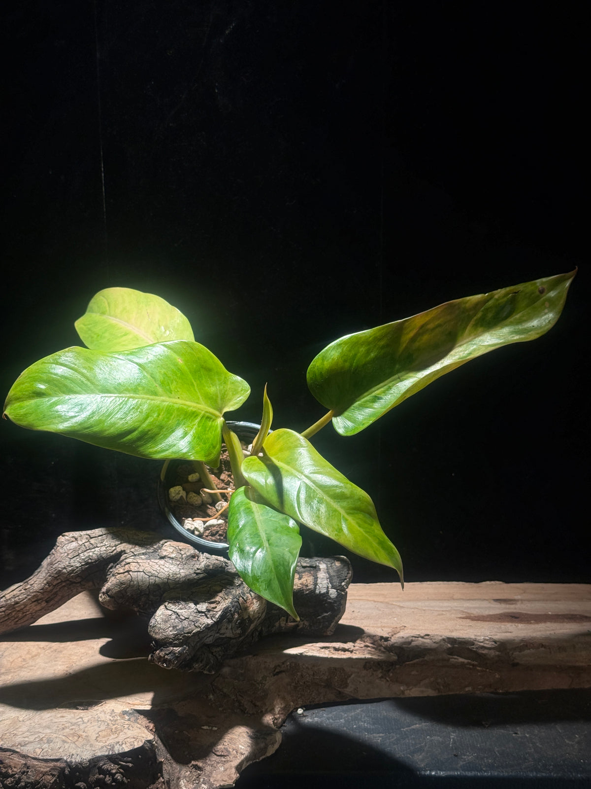 Philodendron "Maui Yellow'
