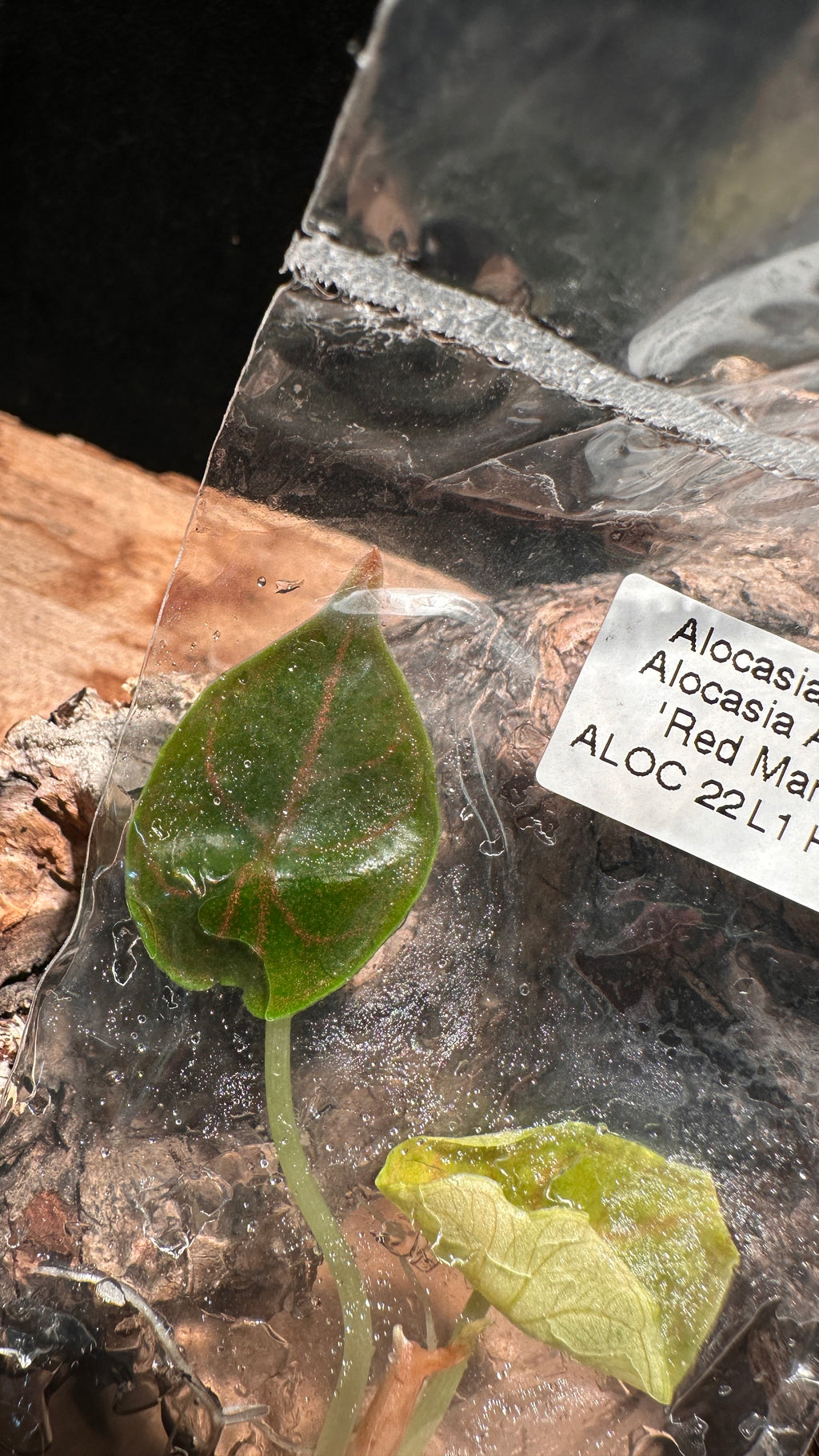 Alocasia “Red Mambo” TC Rare Jewel Alocasia Tissue Culture