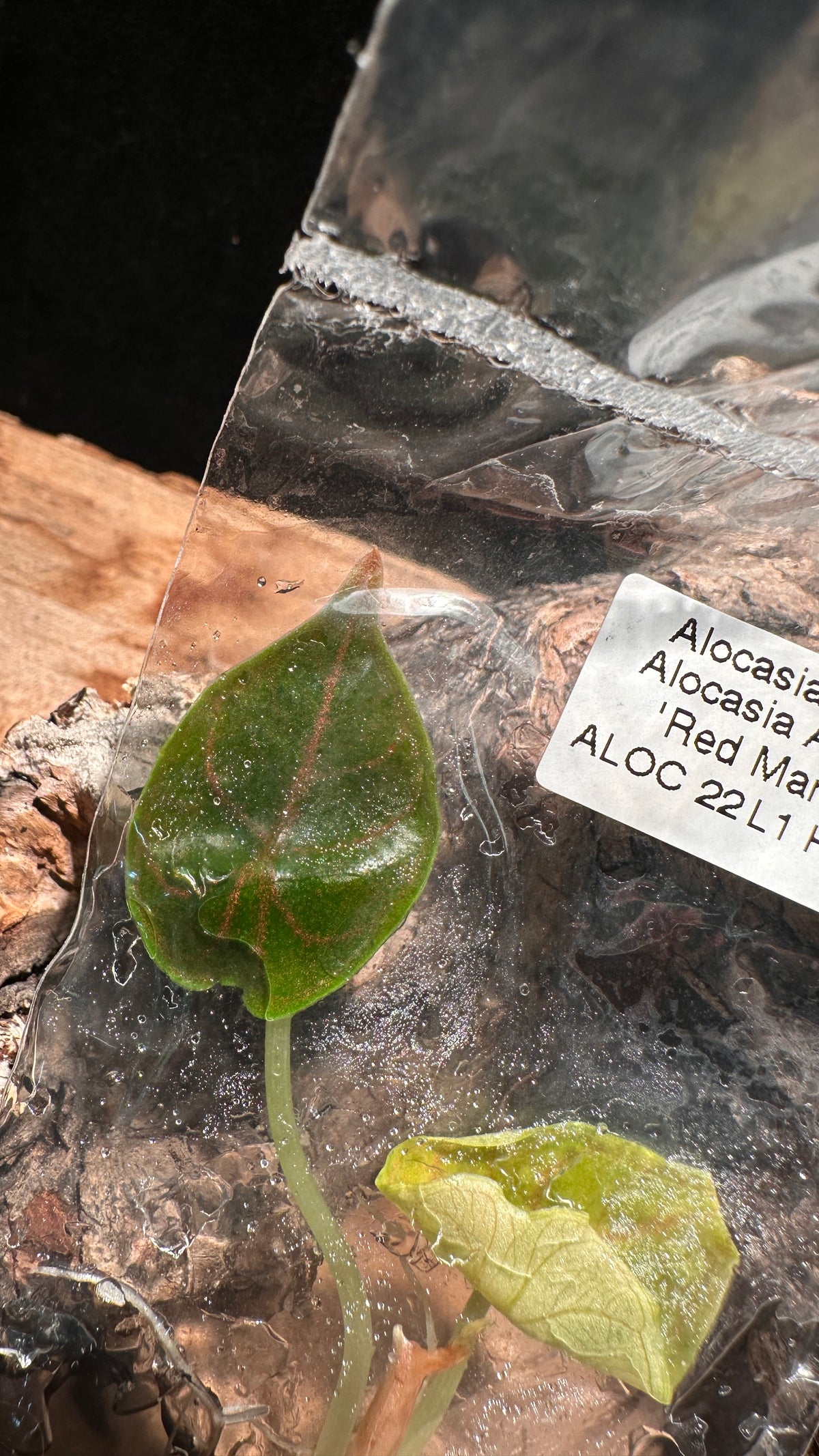 Alocasia “Red Mambo” TC Rare Jewel Alocasia Tissue Culture