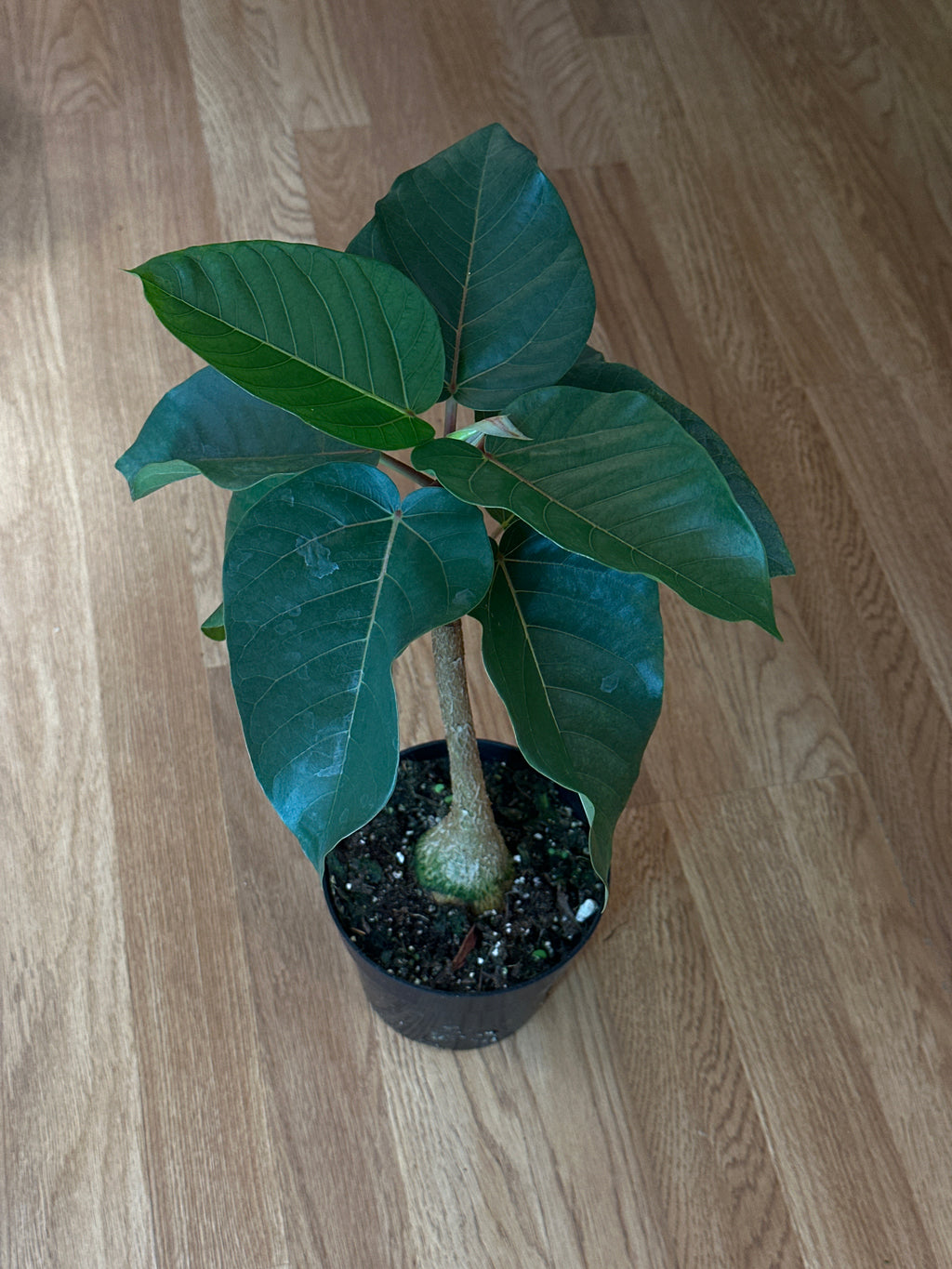 Ficus petiolaris - Petiolate Fig 6"