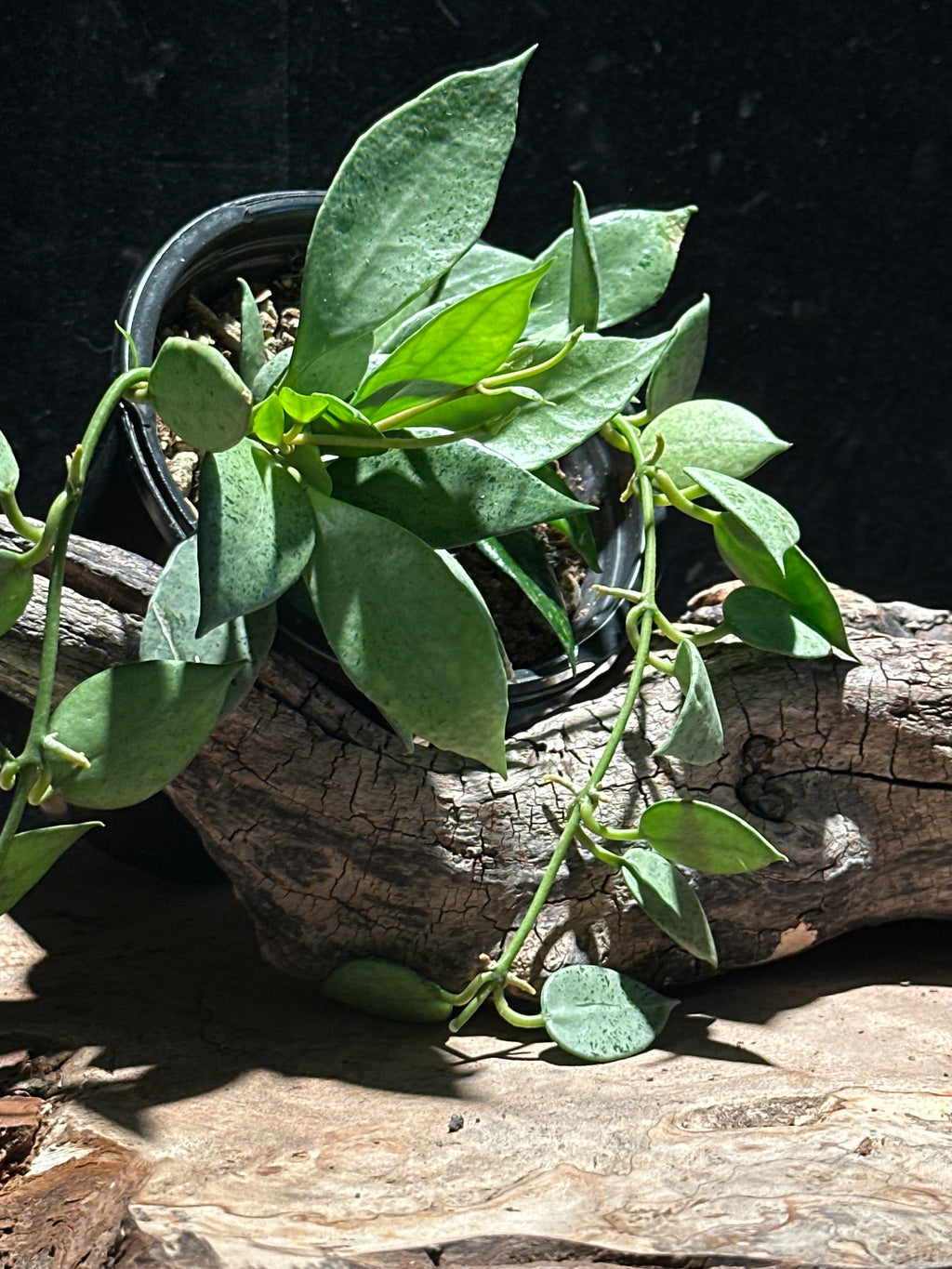 Hoya lacunose Silver Coin