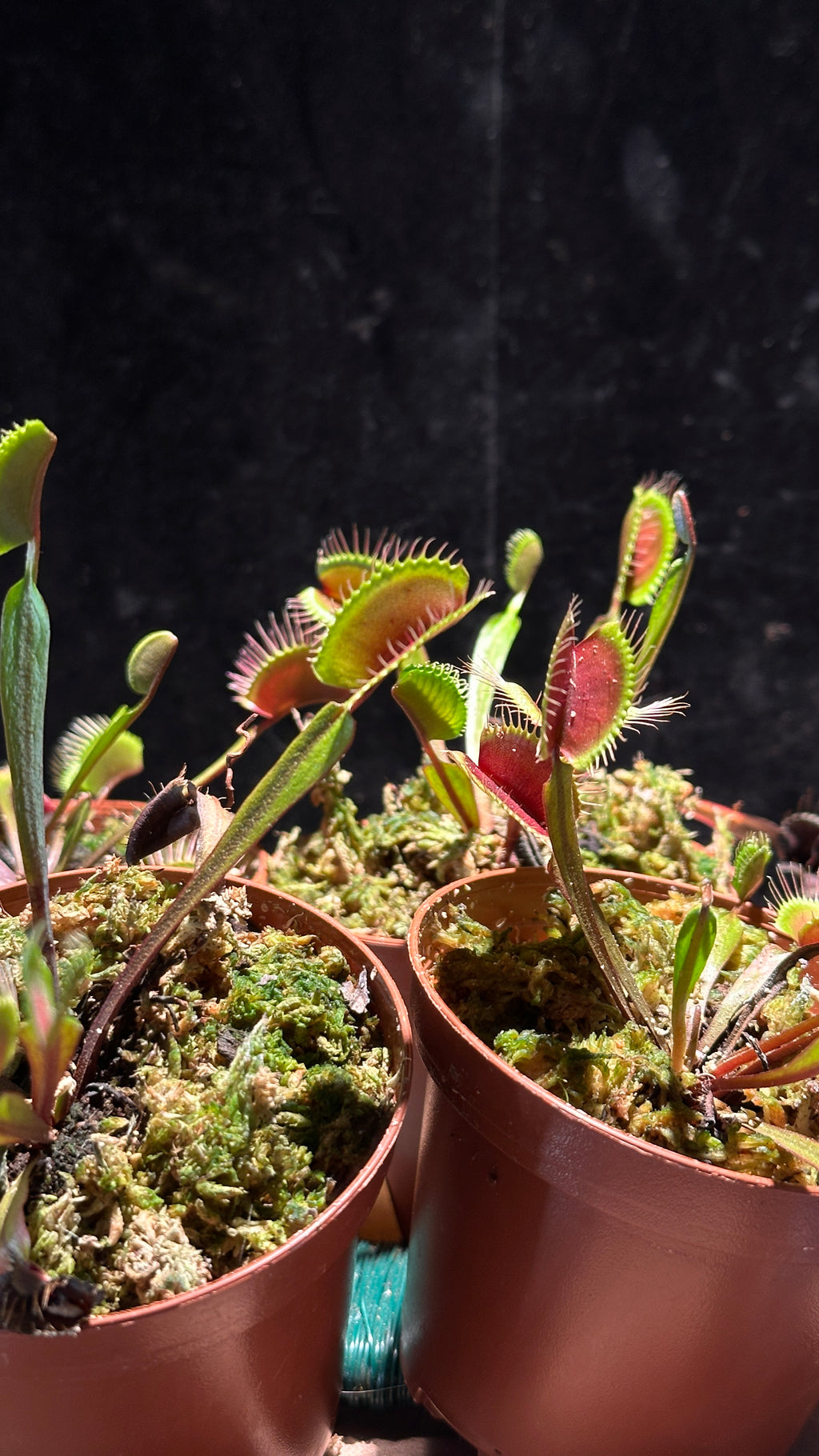 Red Venus Flytrap ‘Akai Ryu’ 3” pot