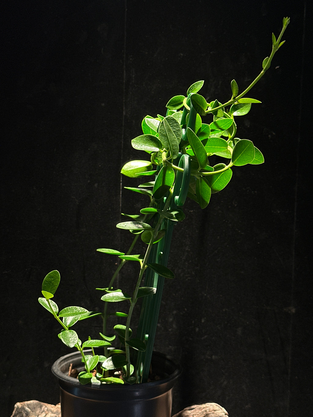 Hoya cumingiana