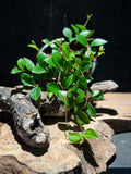 Peperomia angulata ‘Beetle’ – Trailing, Pet-Friendly Houseplant