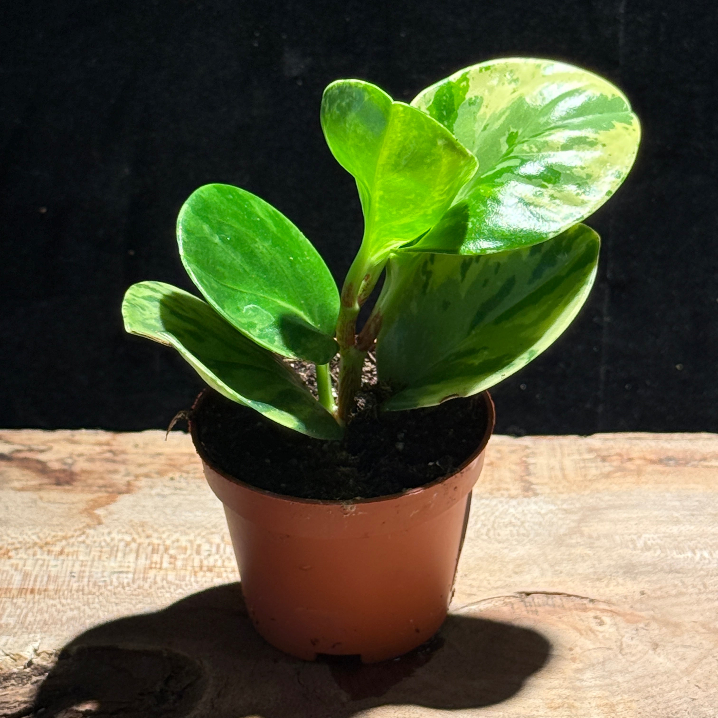 Peperomia ‘Pepperface’ – Glossy Variegated Cutie