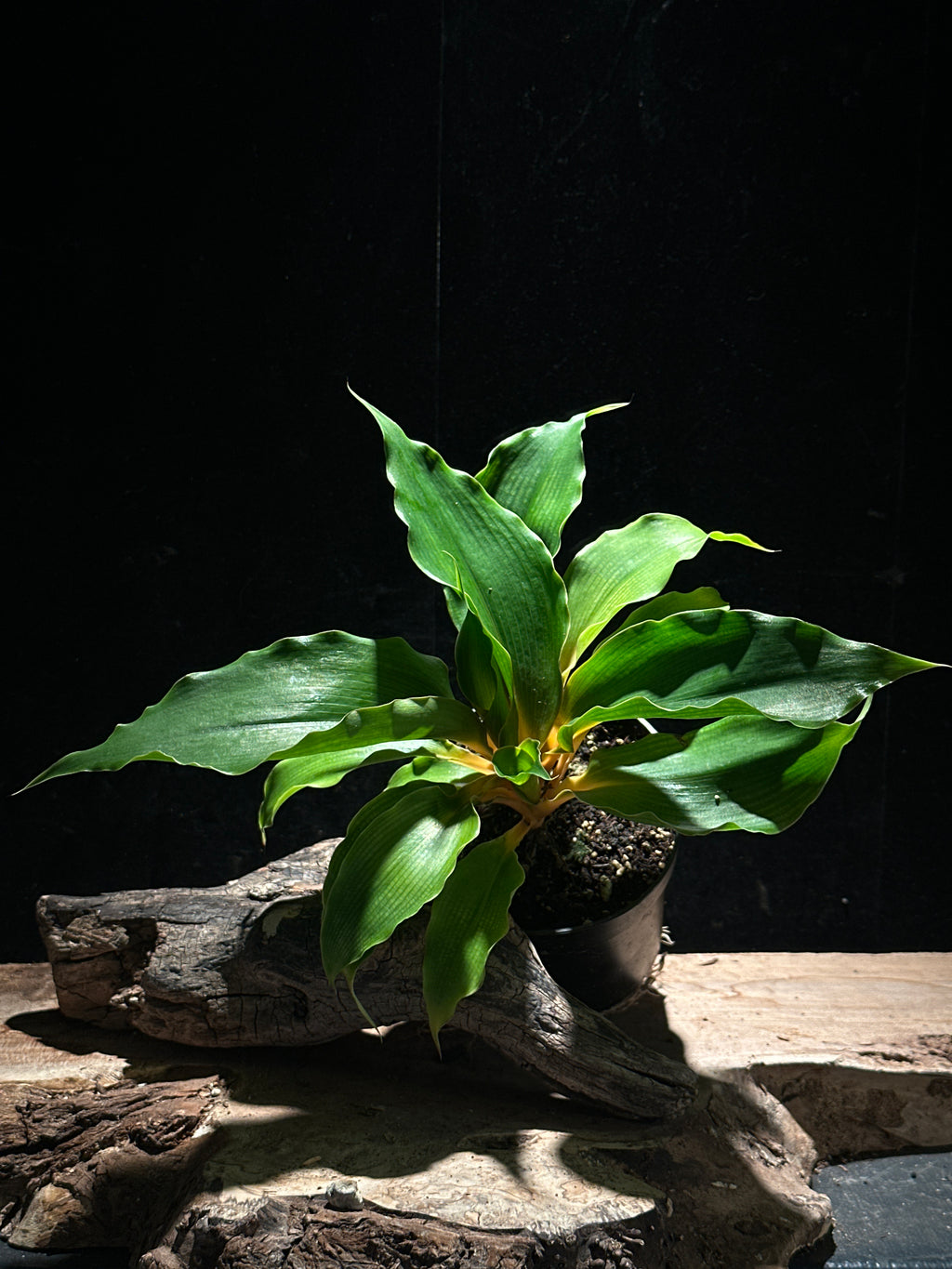 Chlorophytum am. Orange Mandarin Spider Plant