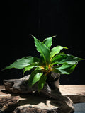 Chlorophytum am. Orange Mandarin Spider Plant