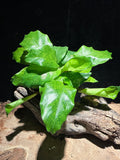 Calathea 'Network' (Calathea musaica) – Reptile Safe Bioactive Vivarium Plant