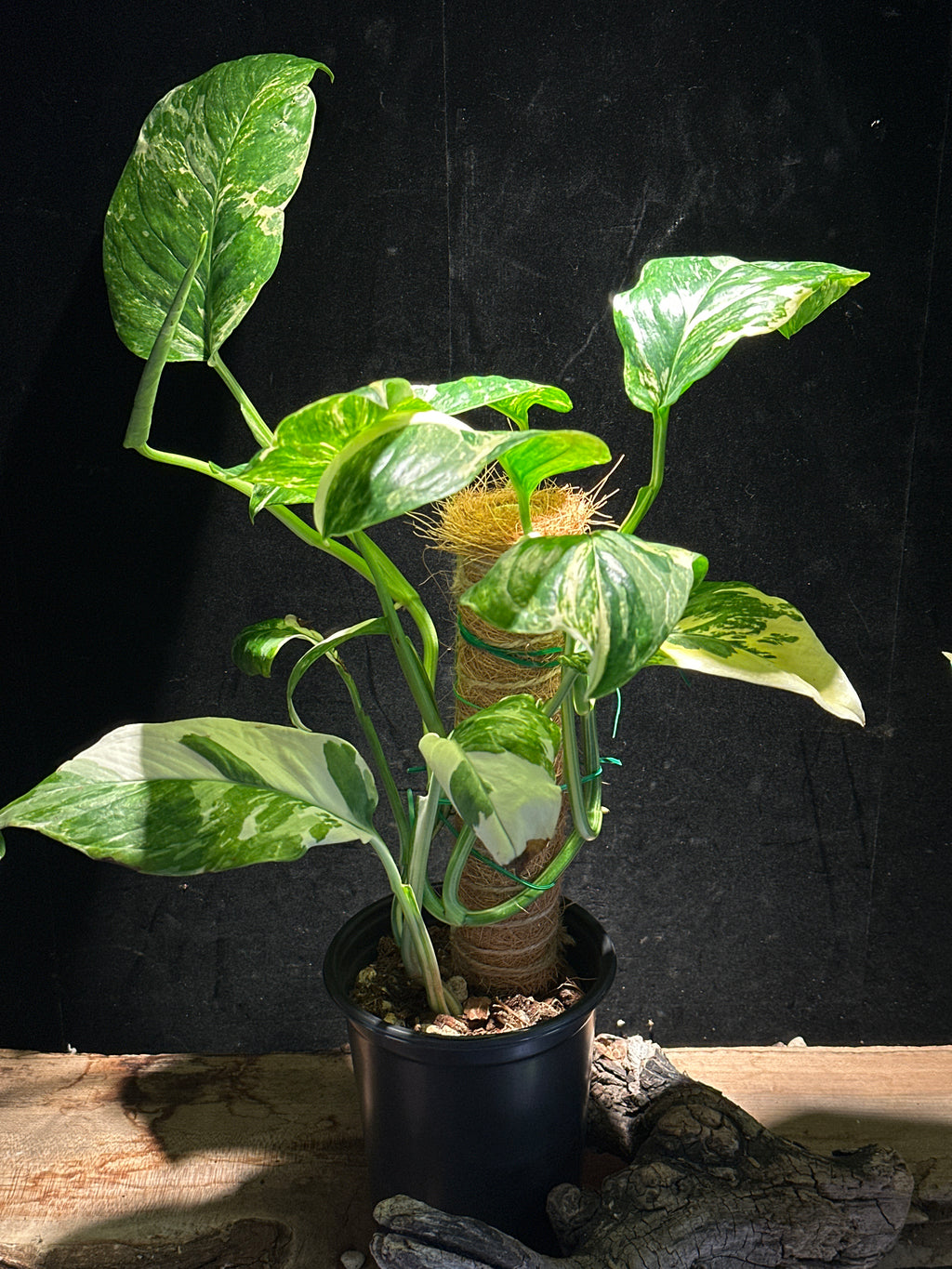 Monstera lechleriana ‘Albo