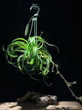 Chlorophytum comosum 'Bonnie' (Spider Plant)