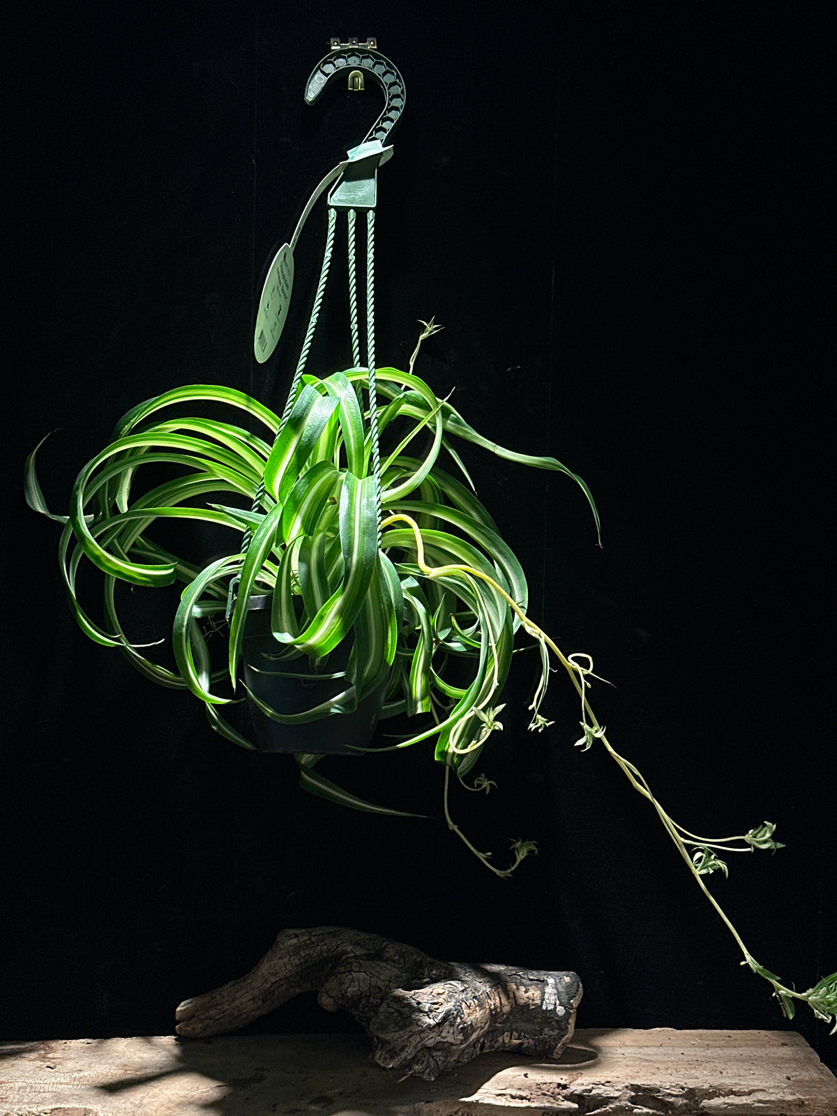 Chlorophytum comosum 'Bonnie' (Spider Plant)