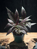 Persian Shield Plant Strobilanthes dyerianus