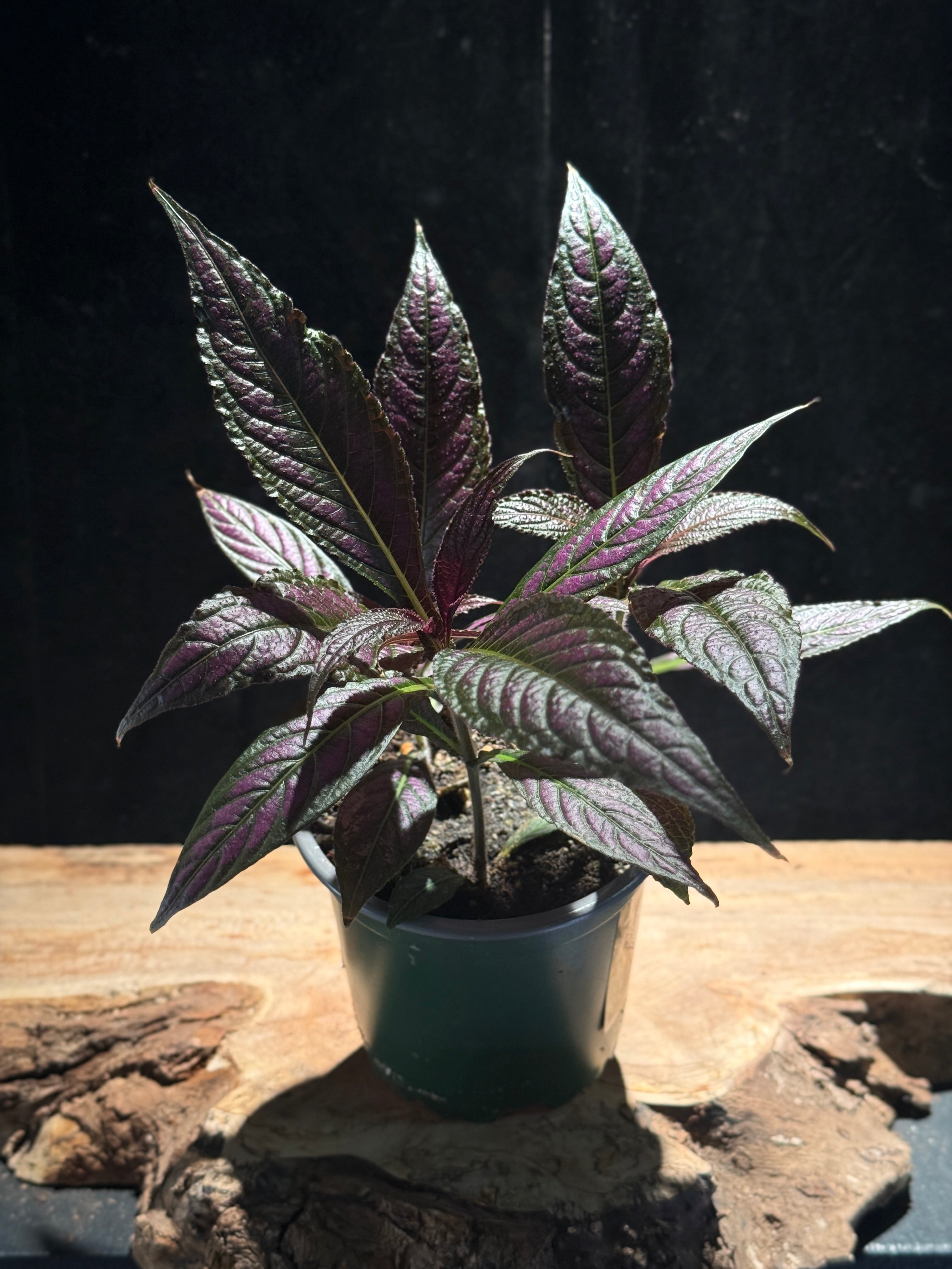Persian Shield Plant Strobilanthes dyerianus