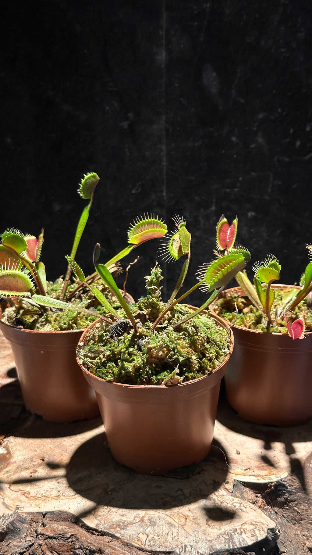 Red Venus Flytrap ‘Akai Ryu’ 3” pot