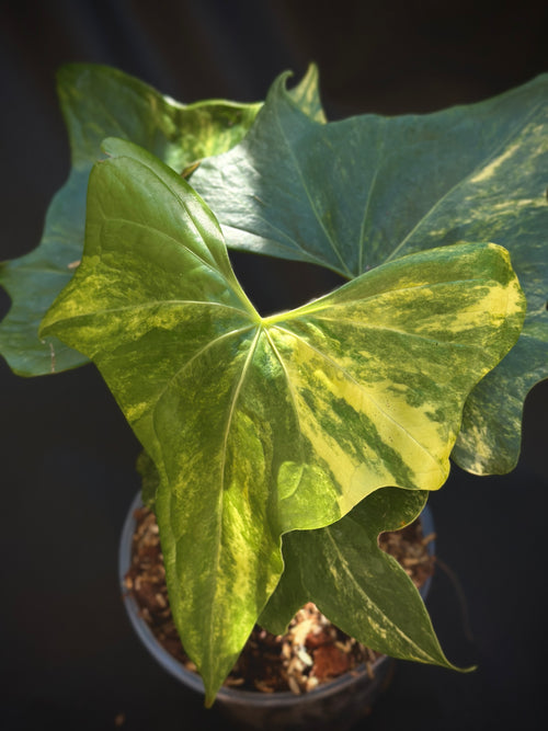 Anthurium 'Pterodactyl' Highly Variegated 6" (Not From Tissue Culture)