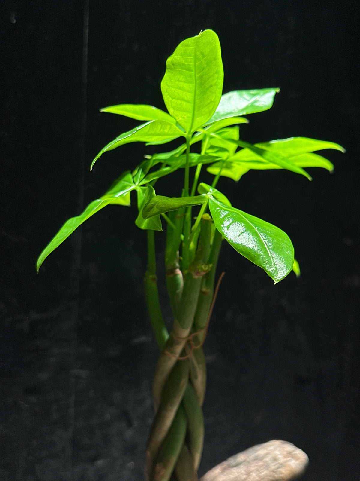 Money Tree Braid – Pachira aquatica 2"