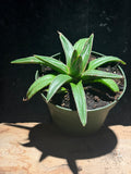 Agave victoriae‑reginae – Queen Victoria Agave