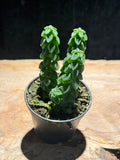 Peperomia Columnella