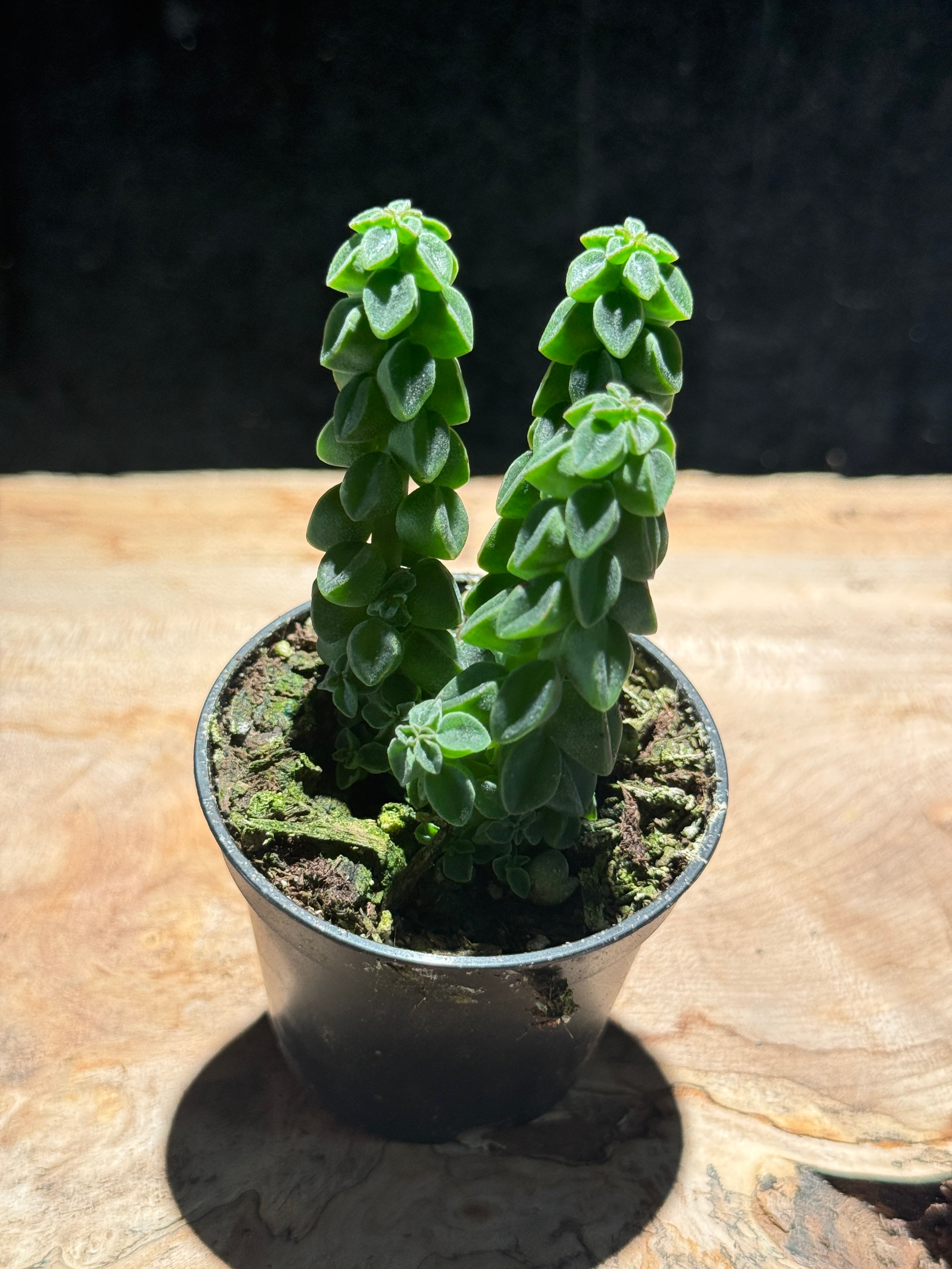 Peperomia Columnella