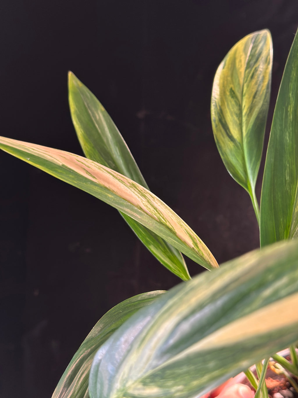 Epipremnum amplissimum ‘Aurea’ – Gold Variegated Amplissimum