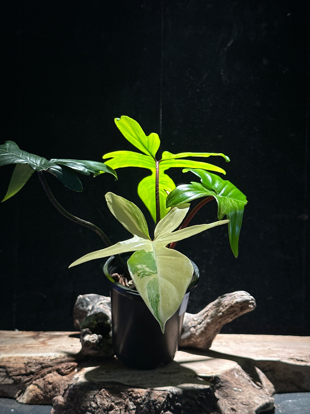 Philodendron ‘Florida Beauty’