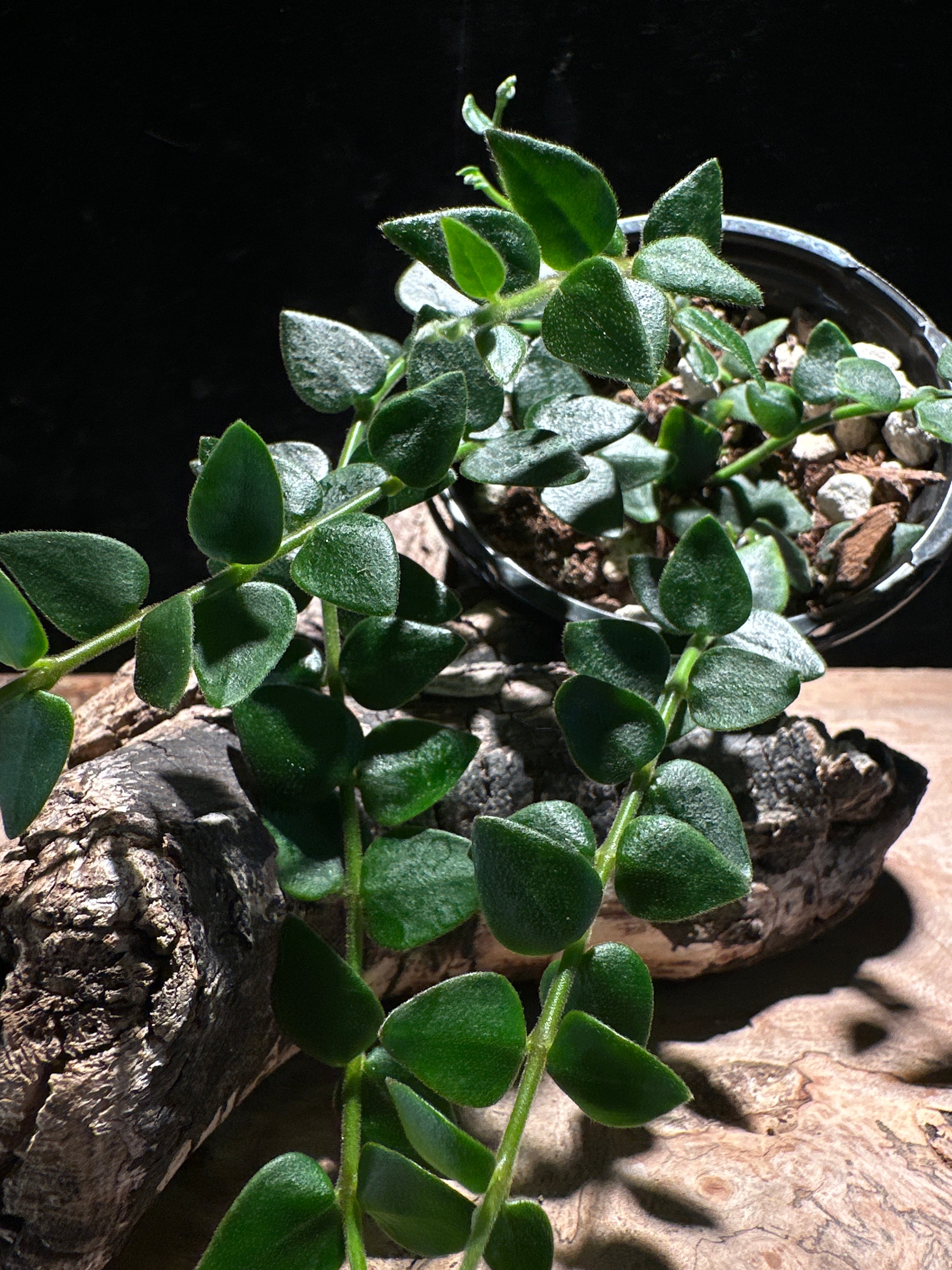Hoya Chinghungensis