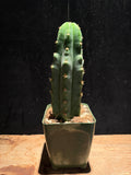 San Pedro Cactus – Echinopsis pachanoi