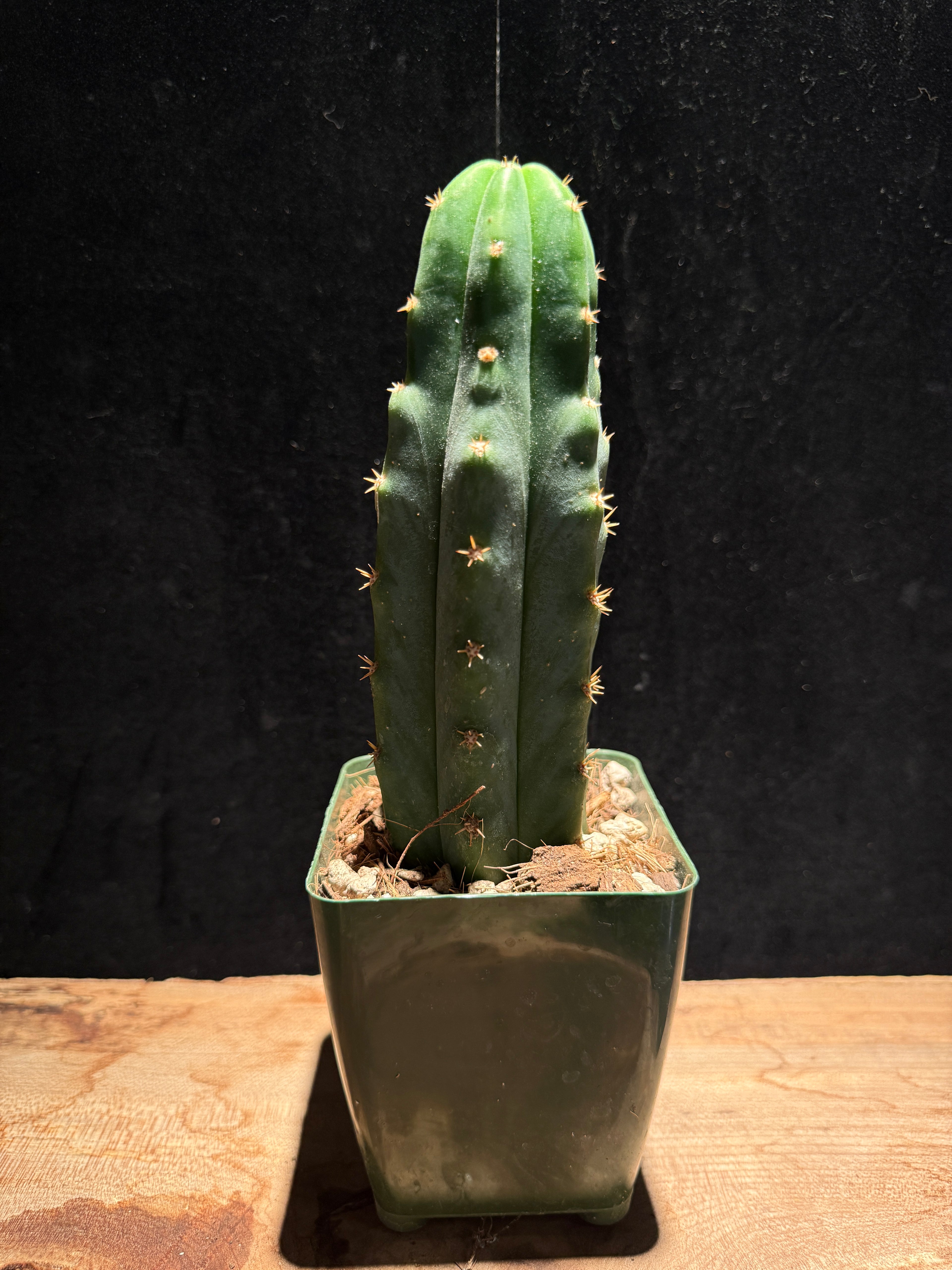 San Pedro Cactus – Echinopsis pachanoi