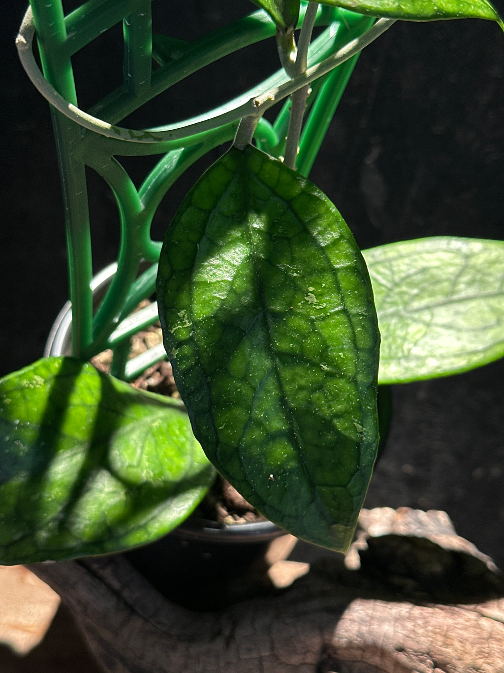 Hoya Germany on trellis