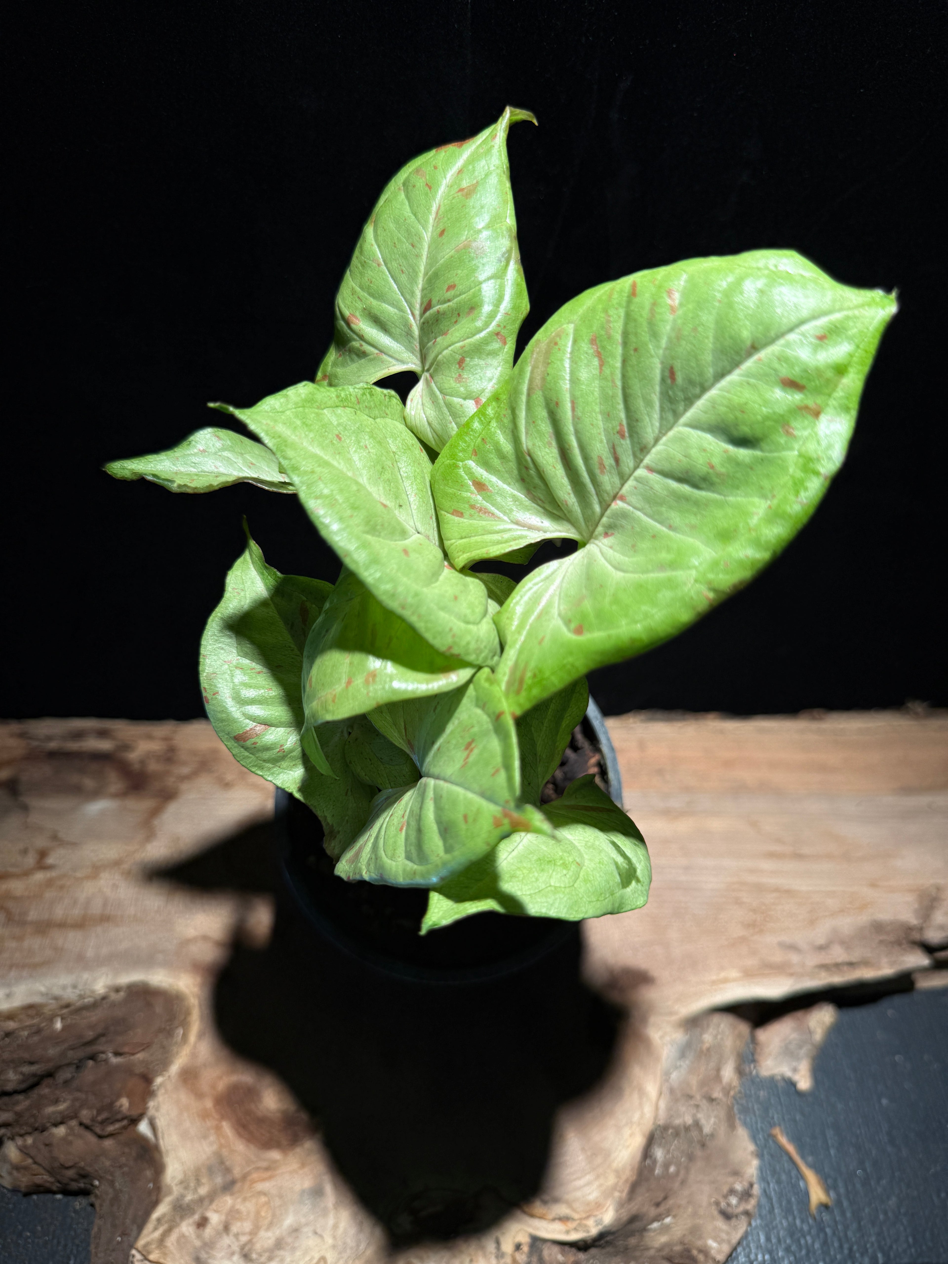 Syngonium ‘Milk Confetti’