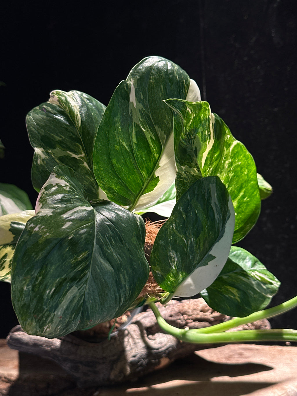 Monstera lechleriana ‘Albo