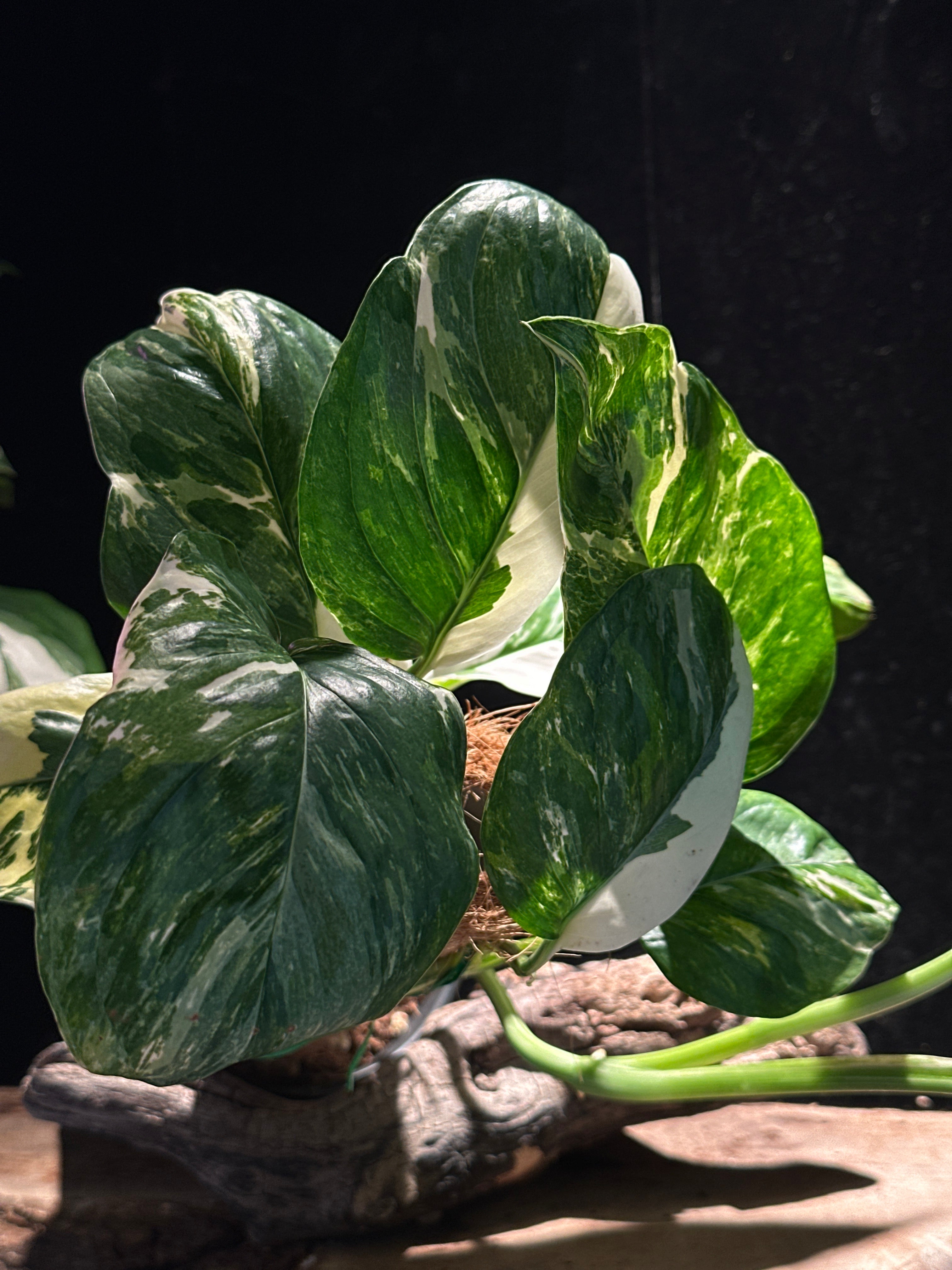 Monstera lechleriana ‘Albo