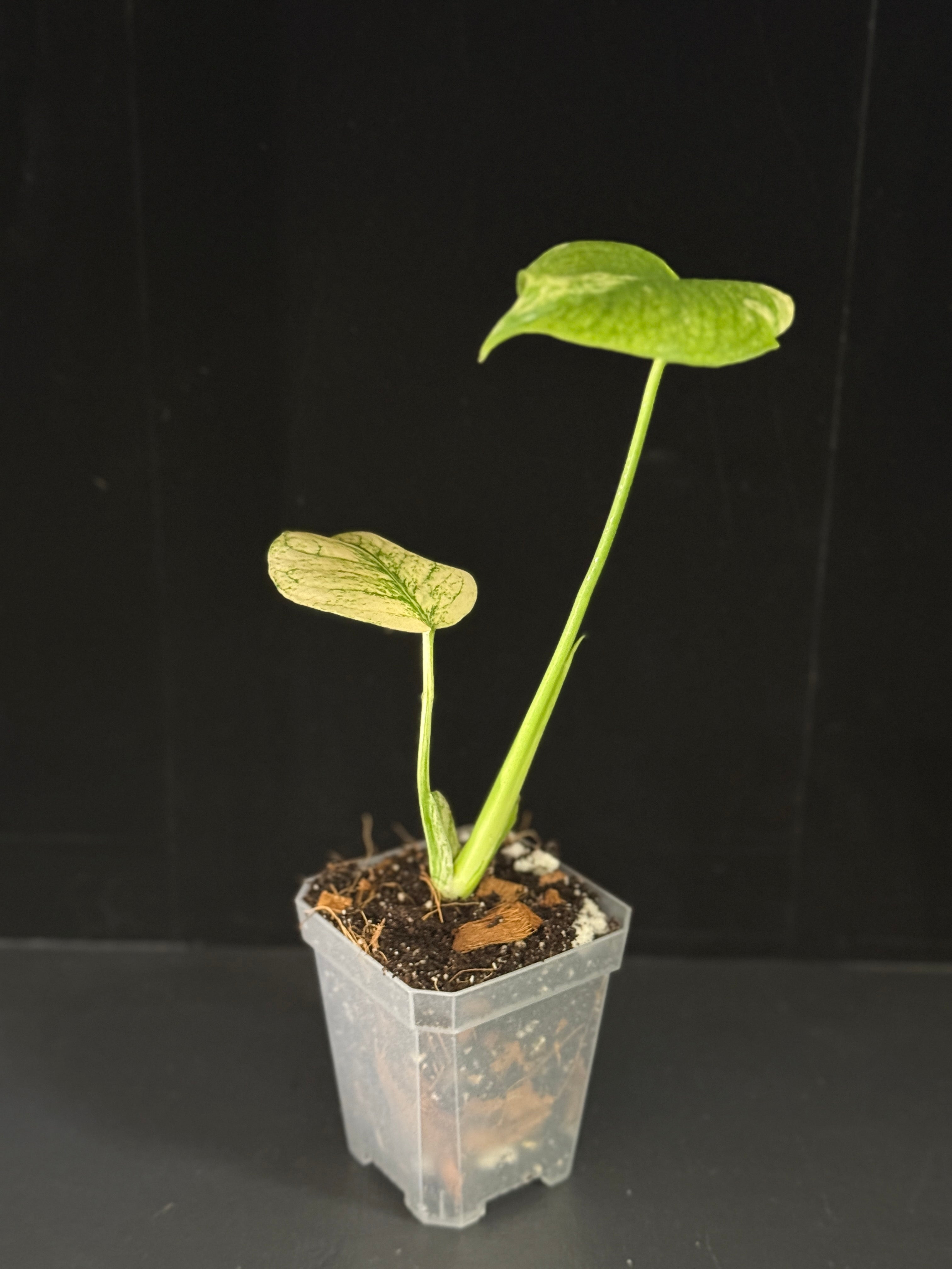 Monstera White Monster