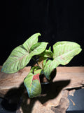 Syngonium ‘Milk Confetti’