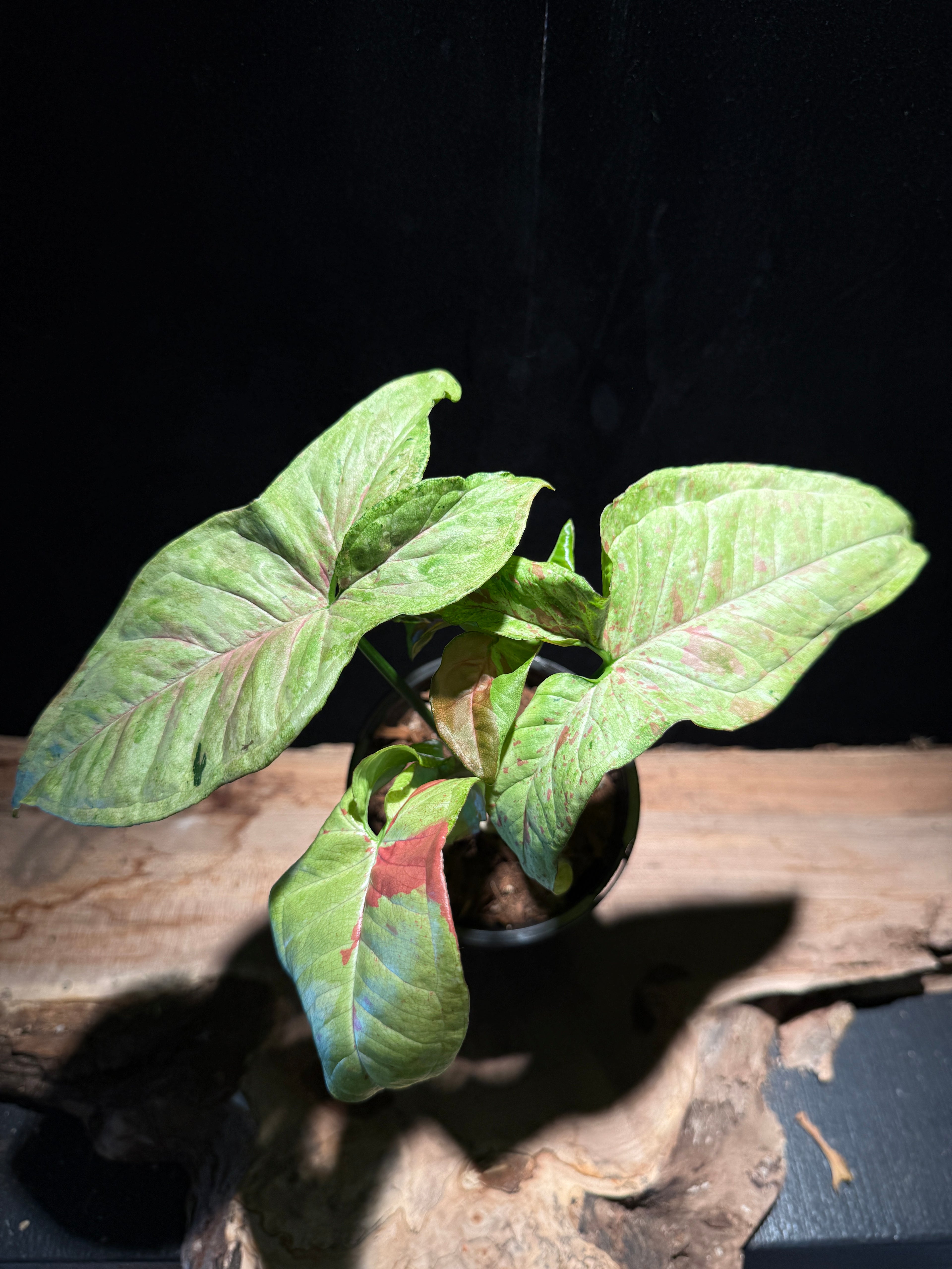 Syngonium ‘Milk Confetti’