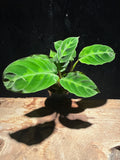 Calathea warscewiczii “Jungle Velvet” – Velvety Foliage, Pet‑Safe Tropical Houseplant