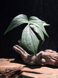 Amydrium medium ‘Silver’
