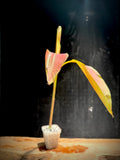 Pink Musa Nono