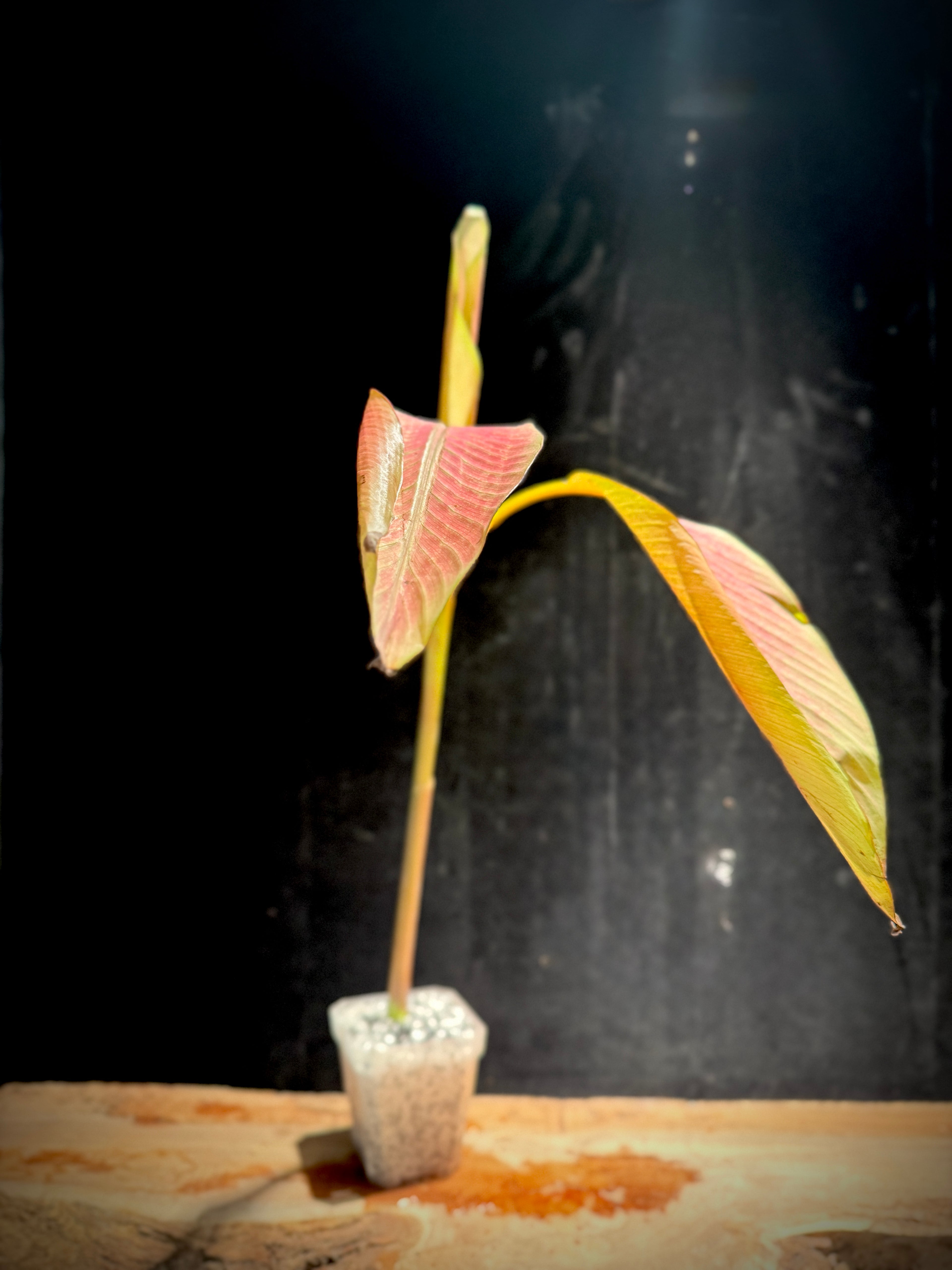 Pink Musa Nono