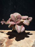 Especia 'Maya'