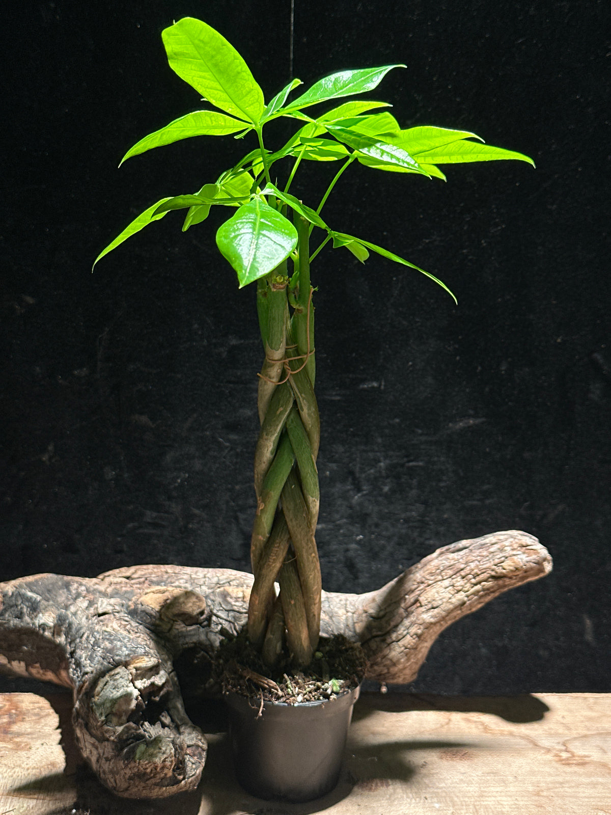 Money Tree Braid – Pachira aquatica 2"